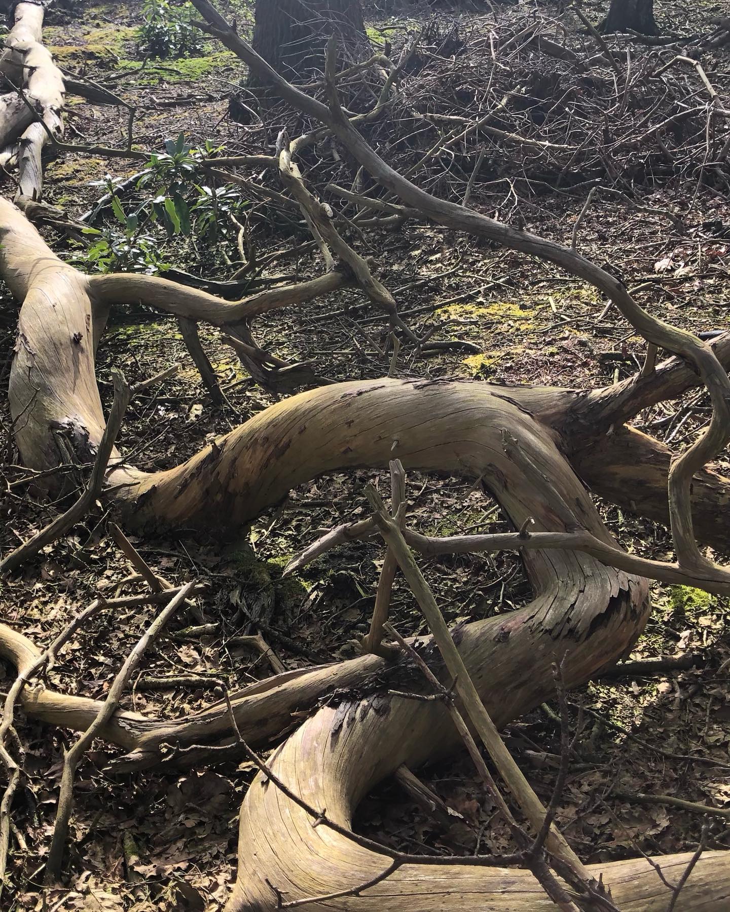 Mooie kronkels… #ikhoudvanoudhout